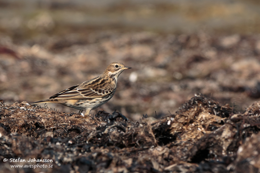 Rdstrupig piplrka / Red-throated Pipit Anthus cervinus 