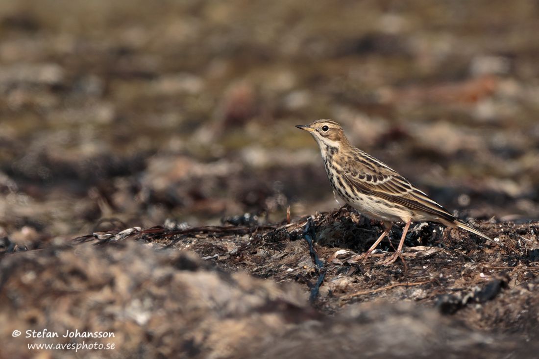 Rdstrupig piplrka / Red-throated Pipit Anthus cervinus 