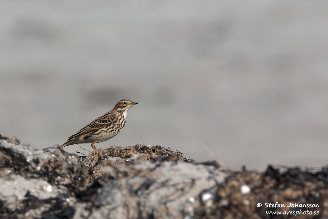 Rdstrupig piplrka / Red-throated Pipit Anthus cervinus 