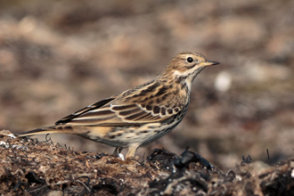 Rödstrupig piplärka / Red-throated Pipit