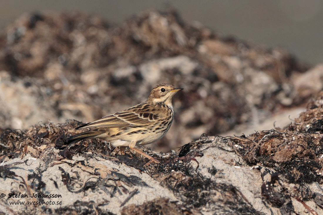 Rdstrupig piplrka / Red-throated Pipit 