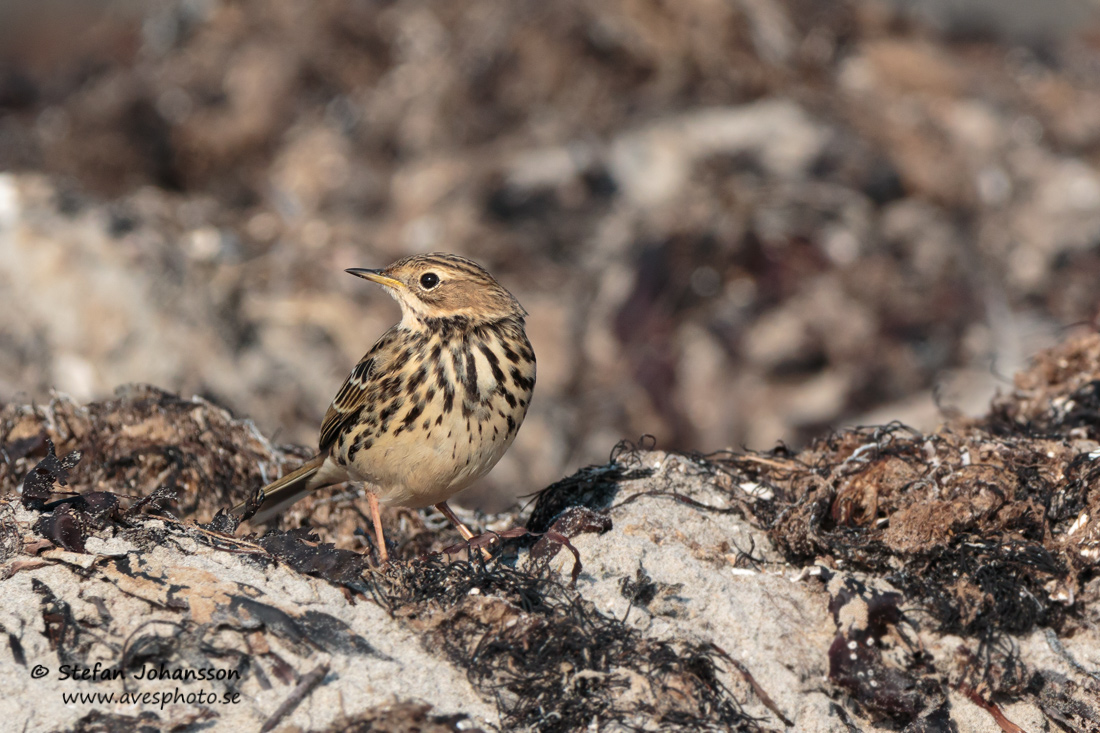 Rdstrupig piplrka / Red-throated Pipit 