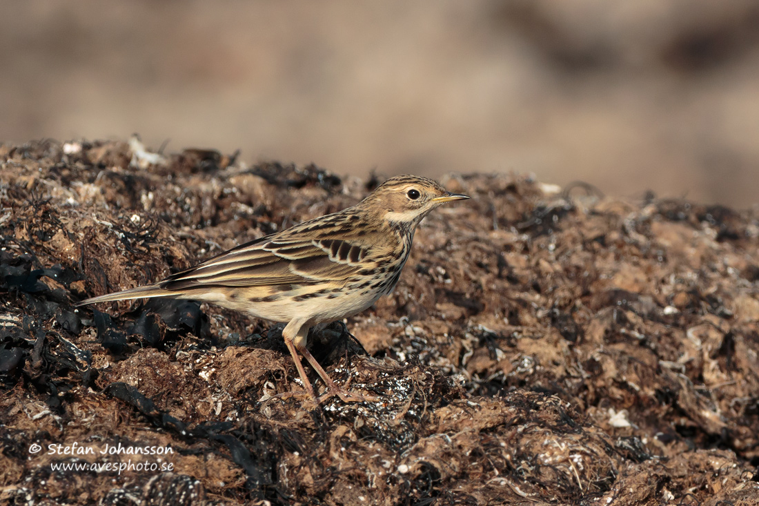 Rdstrupig piplrka / Red-throated Pipit 