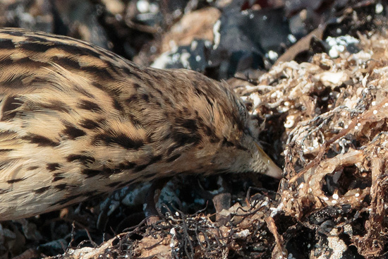 Rdstrupig piplrka / Red-throated Pipit 