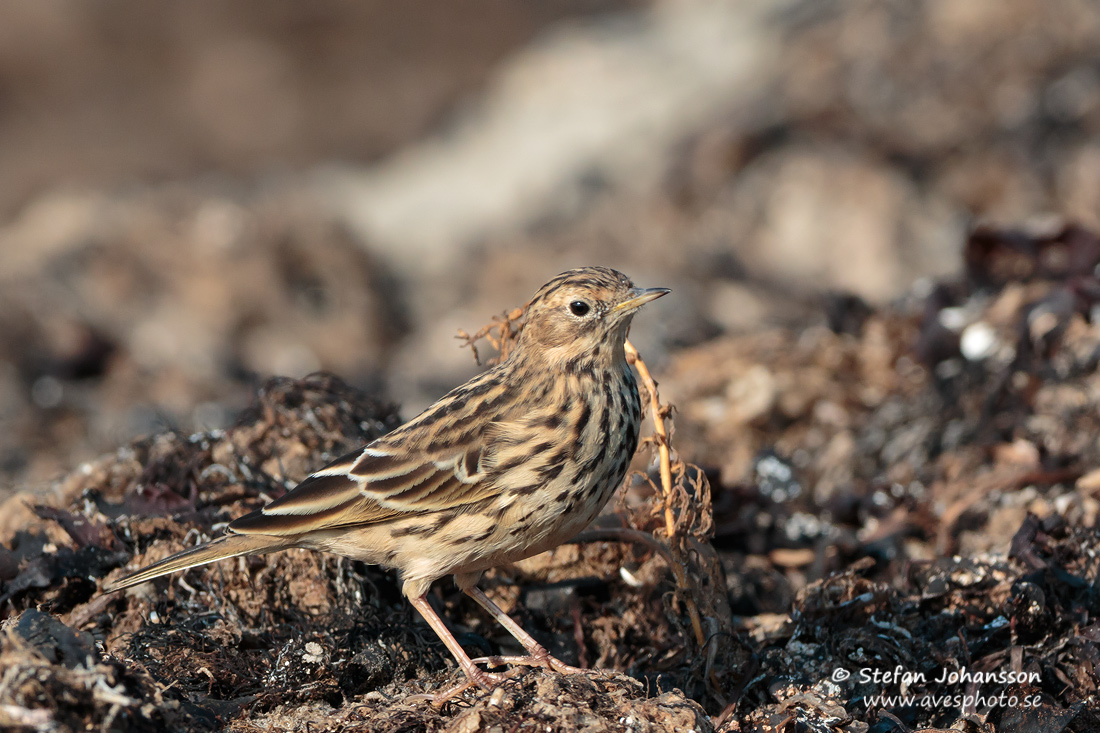 Rdstrupig piplrka / Red-throated Pipit 