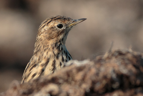 Rdstrupig piplrka / Red-throated Pipit 