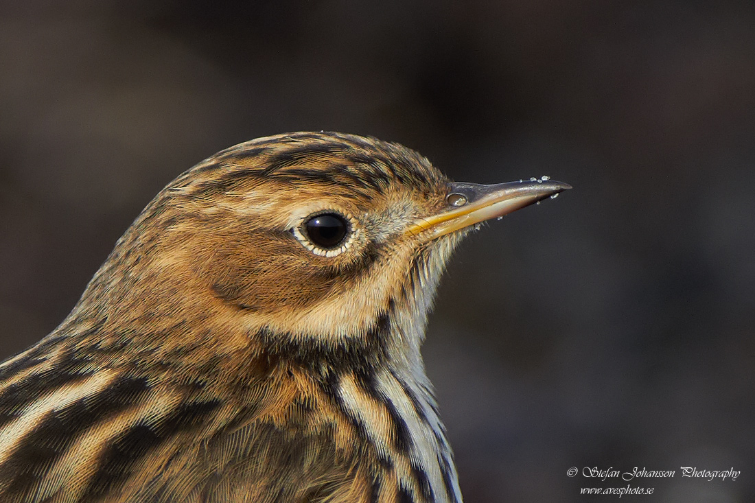 Rdstrupig piplrka / Red-throated Pipit Anthus cervinus