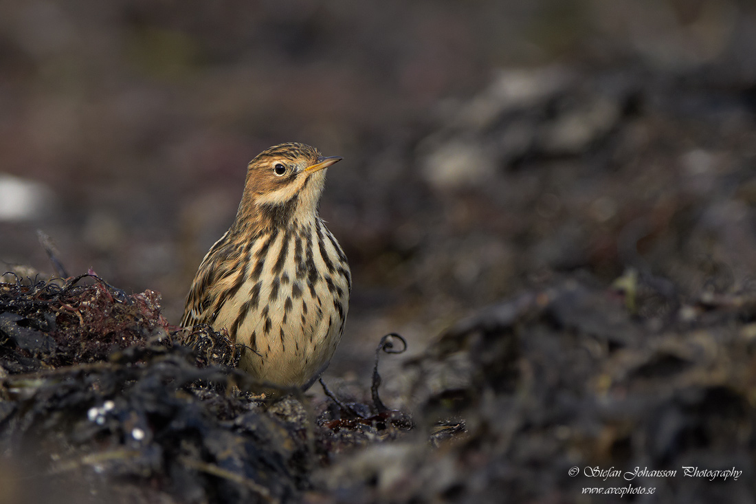 Rdstrupig piplrka / Red-throated Pipit Anthus cervinus