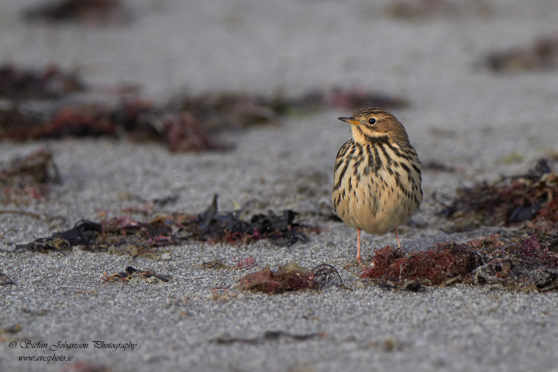 Rdstrupig piplrka / Red-throated Pipit Anthus cervinus