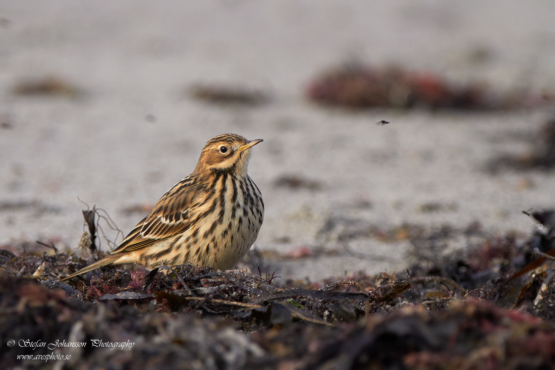 Rdstrupig piplrka / Red-throated Pipit Anthus cervinus