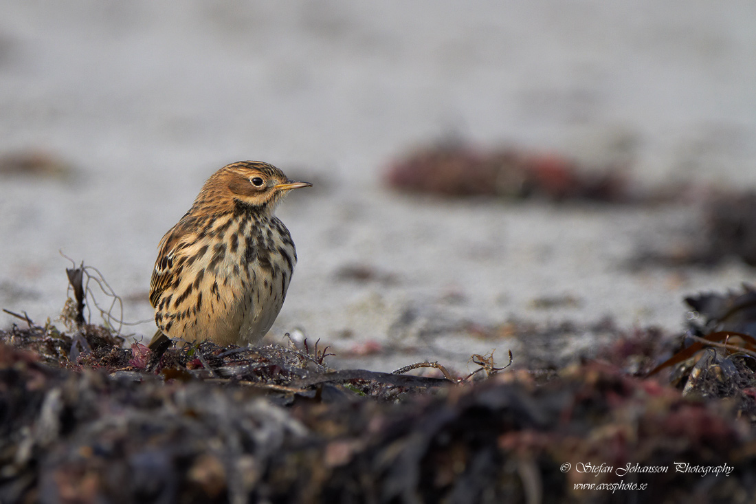 Rdstrupig piplrka / Red-throated Pipit Anthus cervinus