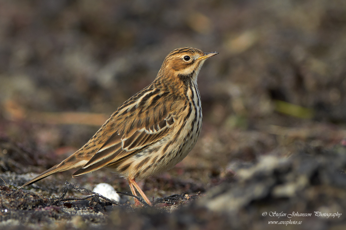 Rdstrupig piplrka / Red-throated Pipit Anthus cervinus