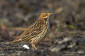 Rdstrupig piplrka / Red-throated Pipit Anthus cervinus