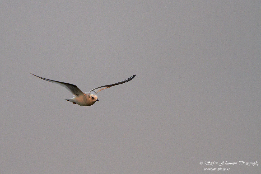 Rosenms / Ross's Gull Rhodostethia rosea