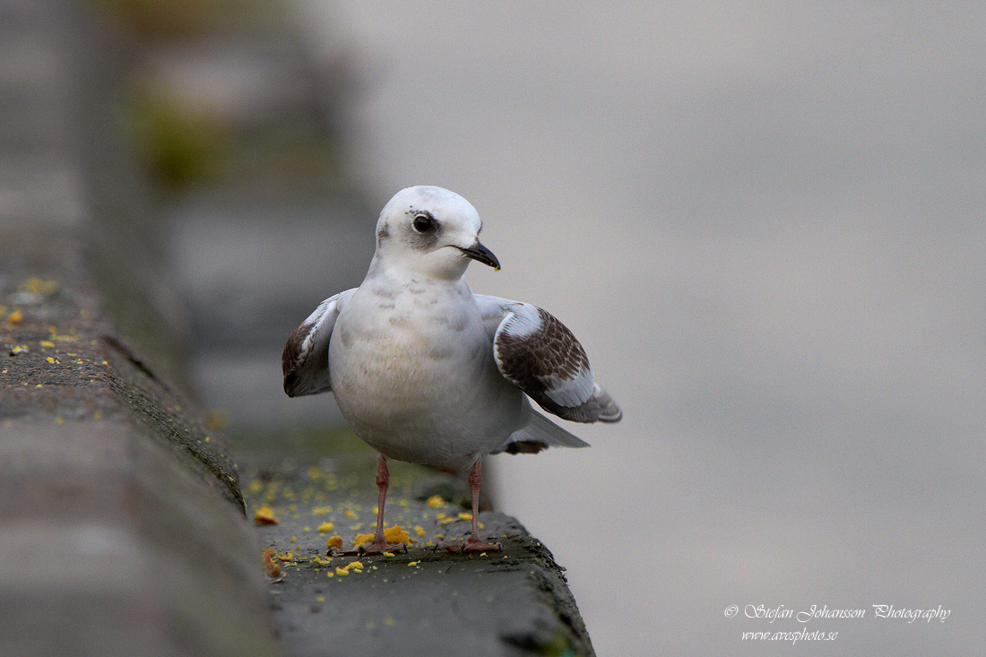 Rosenms / Ross's Gull Rhodostethia rosea