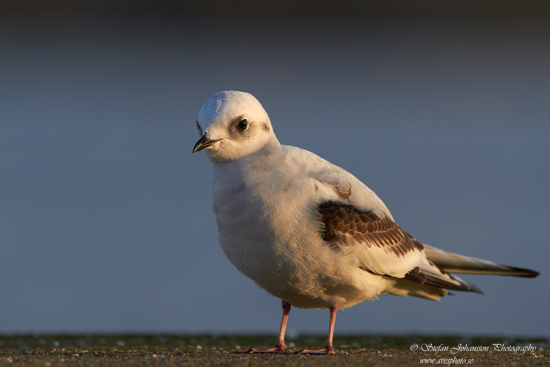 Rosenms / Ross's Gull Rhodostethia rosea 