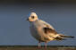 Rosenms / Ross's Gull Rhodostethia rosea 