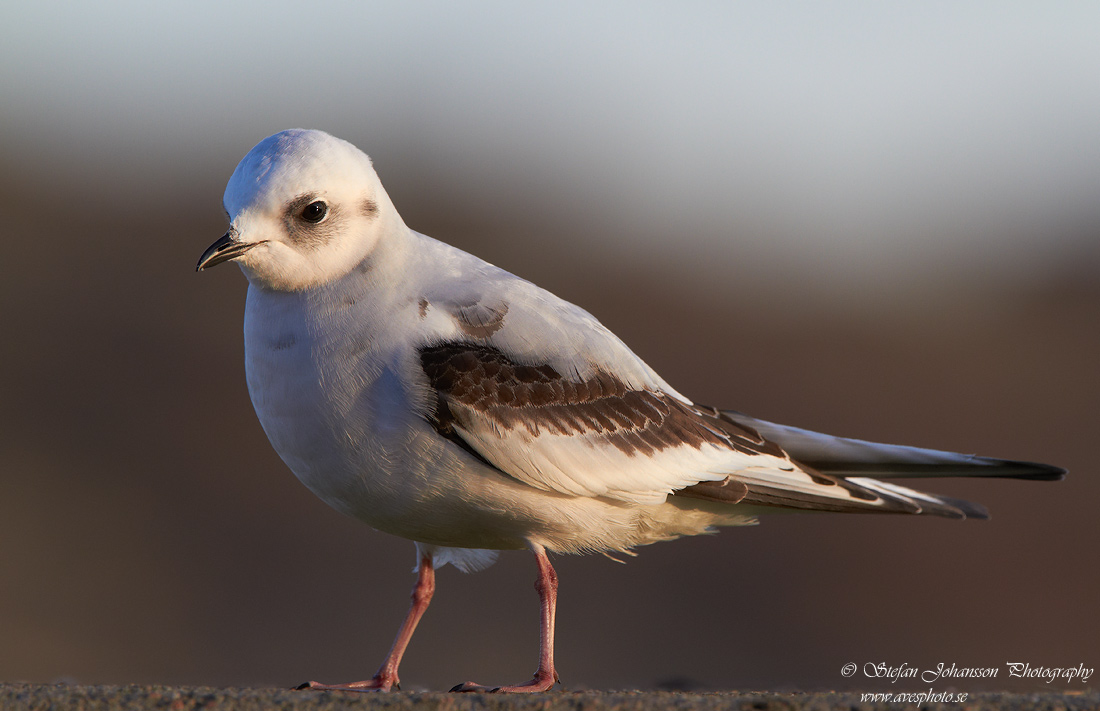 Rosenms / Ross's Gull Rhodostethia rosea 