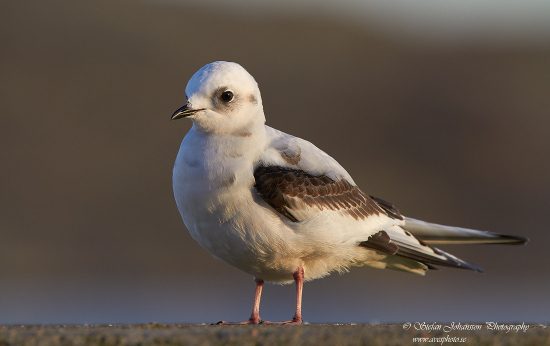 Rosenms / Ross's Gull Rhodostethia rosea 