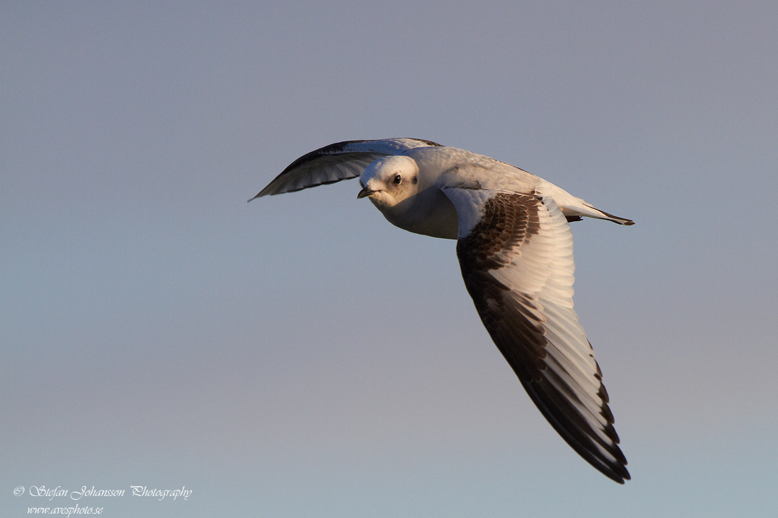 Rosenms / Ross's Gull Rhodostethia rosea 