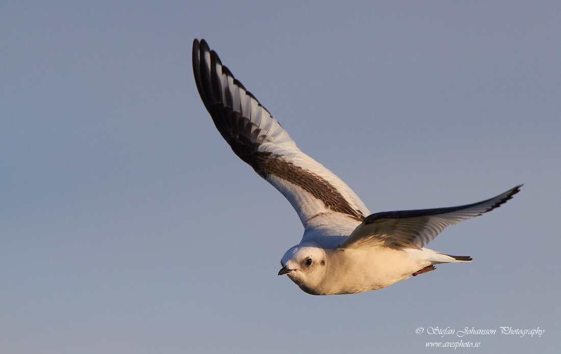 Rosenms / Ross's Gull Rhodostethia rosea 