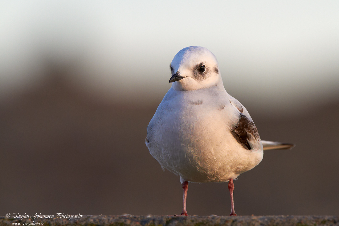 Rosenms / Ross's Gull Rhodostethia rosea 