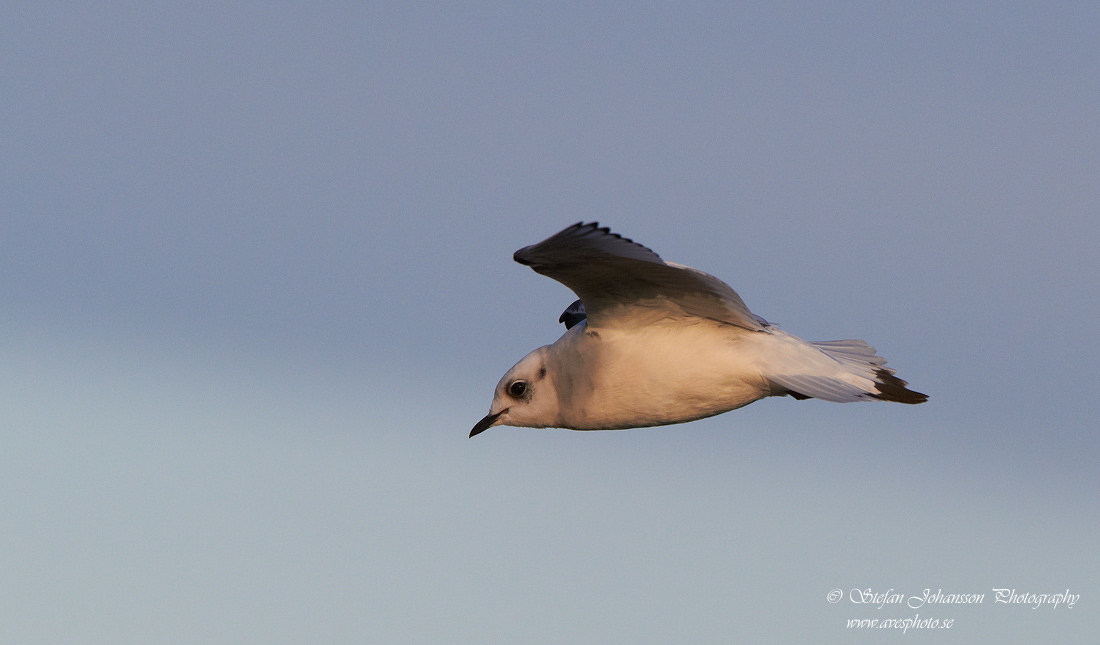 Rosenms / Ross's Gull Rhodostethia rosea 