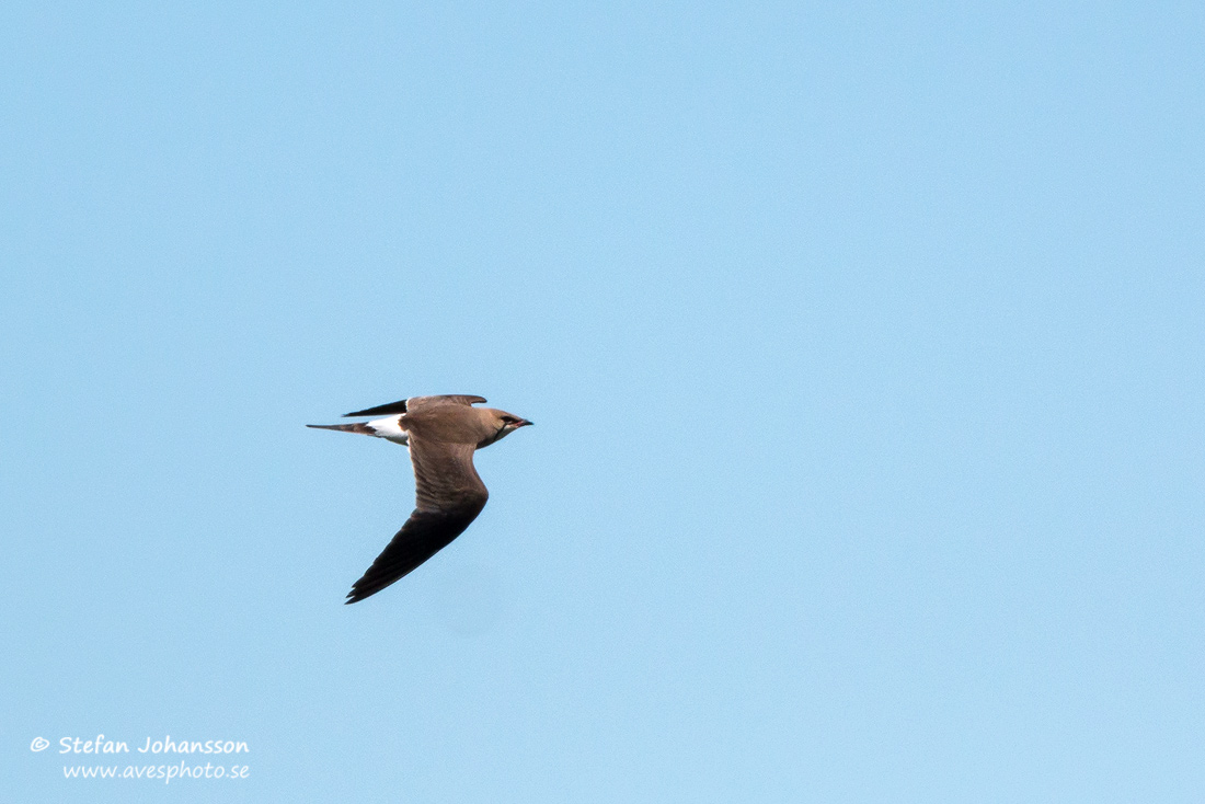 Rödvingad vadarsvala / Collard Pratincole Glareola pratincola