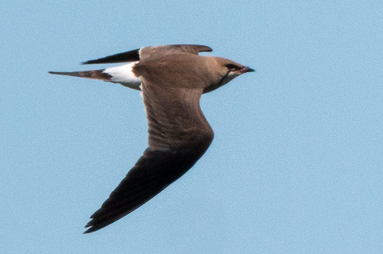 Rödvingad vadarsvala / Collard Pratincole Glareola pratincola
