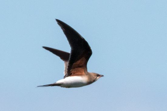 Rödvingad vadarsvala / Collard Pratincole Glareola pratincola