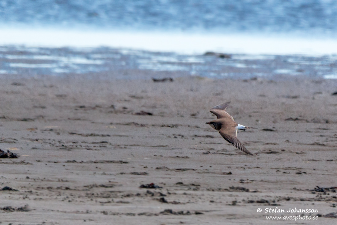 Rödvingad vadarsvala / Collard Pratincole Glareola pratincola
