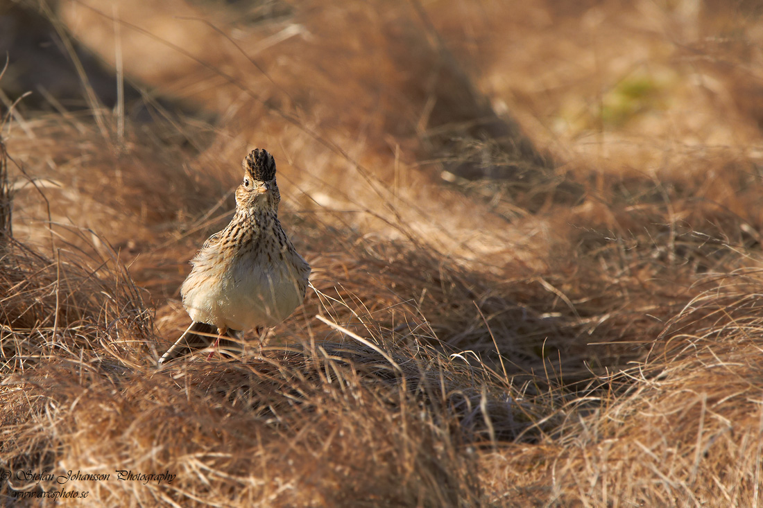 Snglrka / Skylark Alauda arvensis 