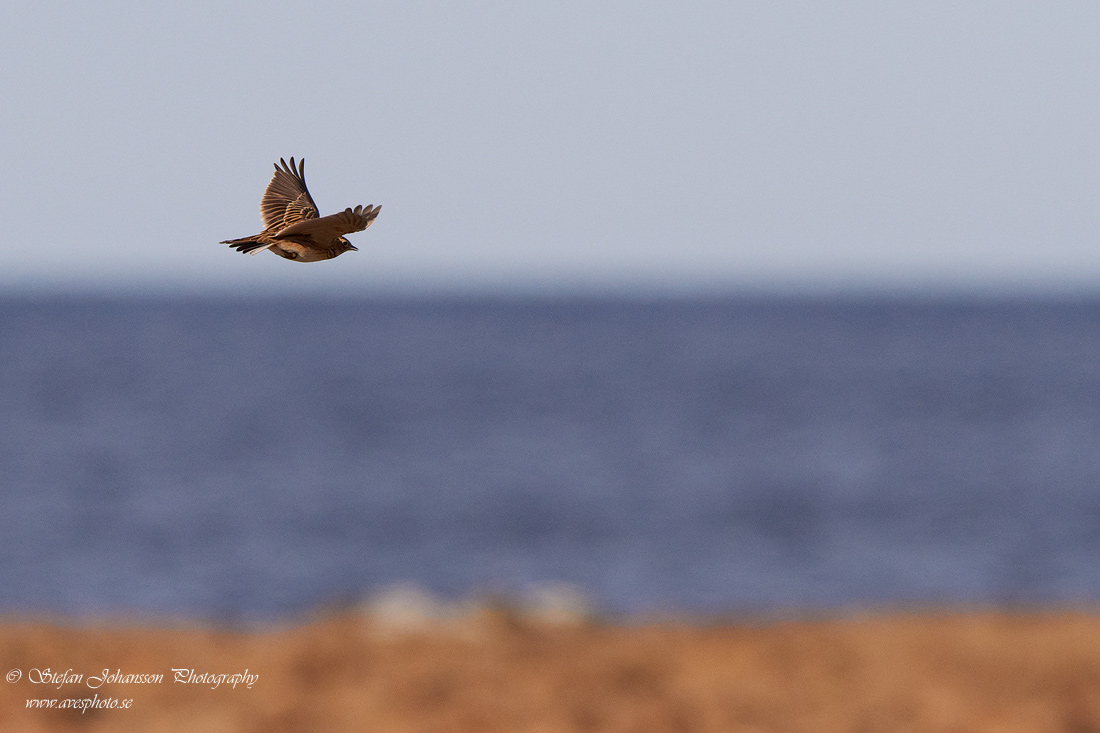 Snglrka / Skylark Alauda arvensis 