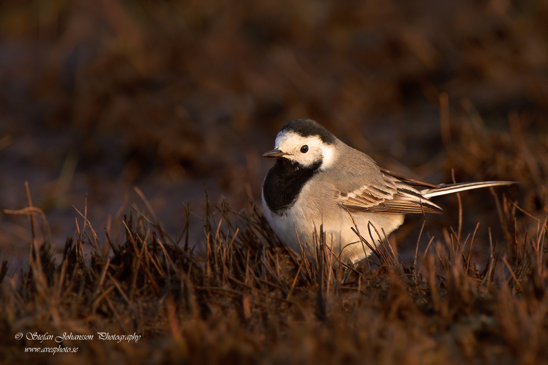 Sdesrla / White wagtail  Motacilla alba