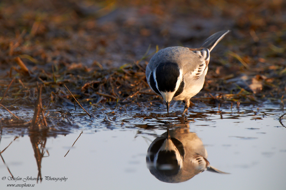 Sdesrla / White wagtail  Motacilla alba