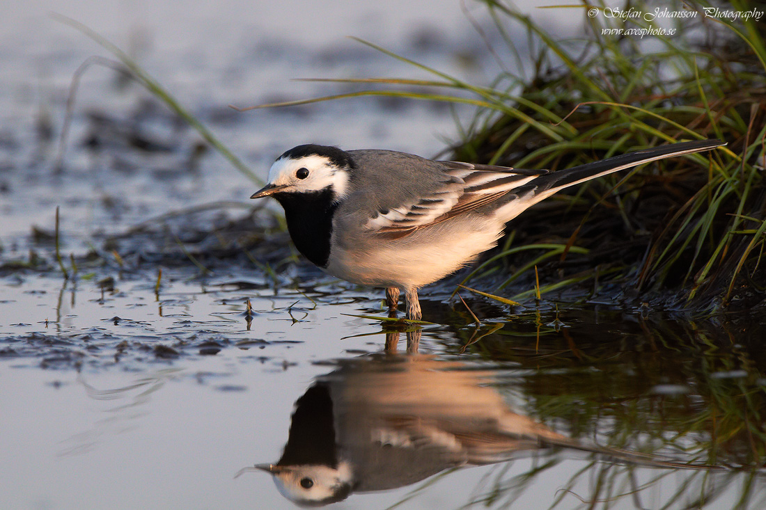 Sdesrla / White wagtail  Motacilla alba