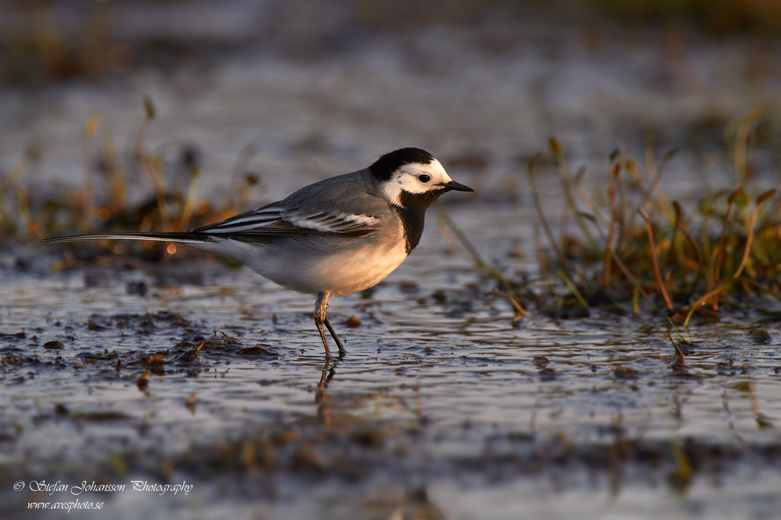 Sdesrla / White wagtail  Motacilla alba