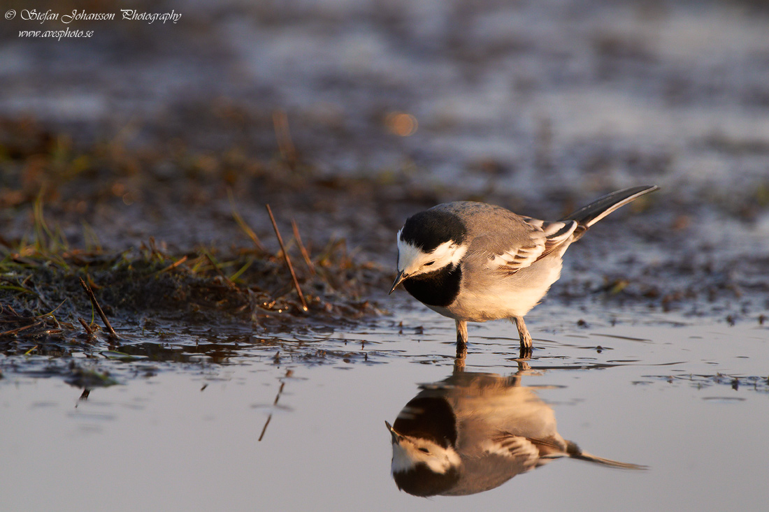 Sdesrla / White wagtail  Motacilla alba