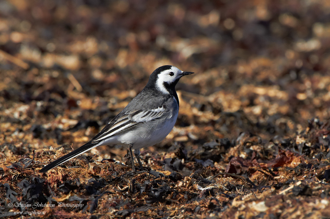 Motacilla alba 