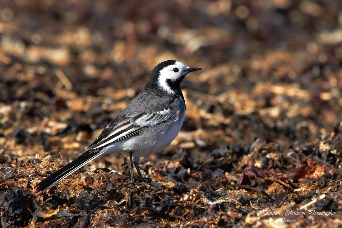 Motacilla alba 