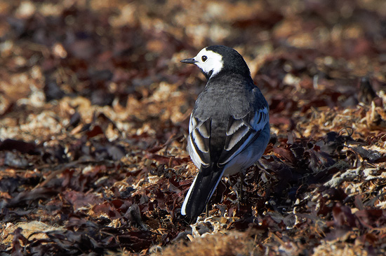 Motacilla alba 