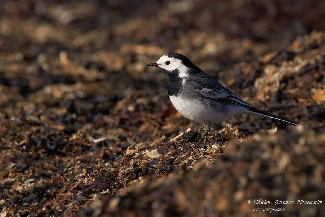 Motacilla alba 