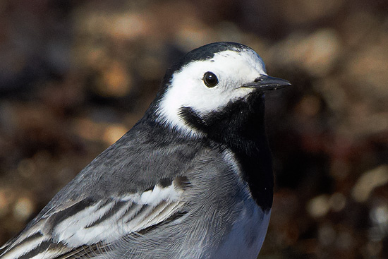 Motacilla alba 