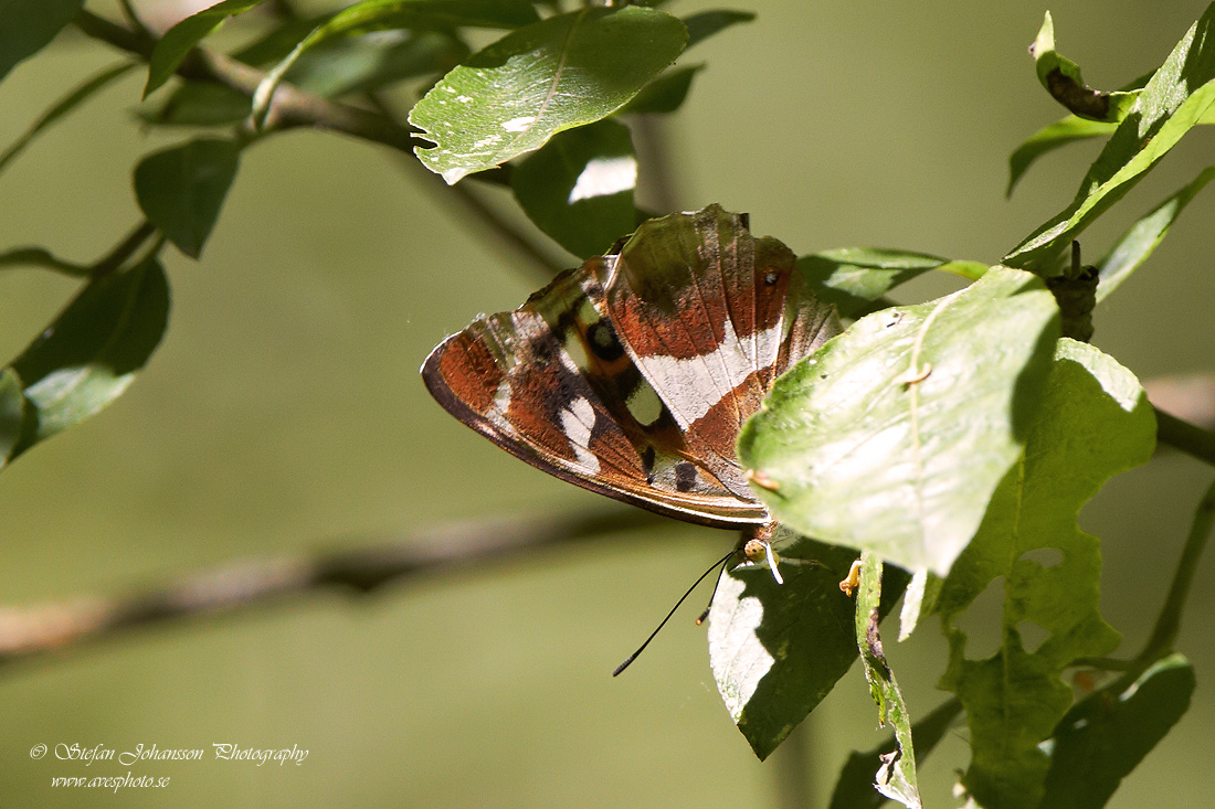 Slgskimmerfjril / Purple Emperor Apatura ilia