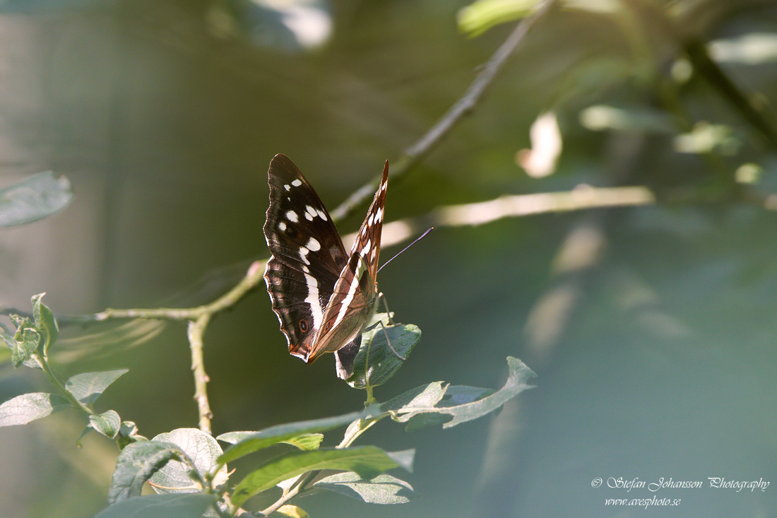 Slgskimmerfjril / Purple Emperor Apatura ilia