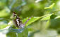 Slgskimmerfjril / Purple Emperor Apatura ilia