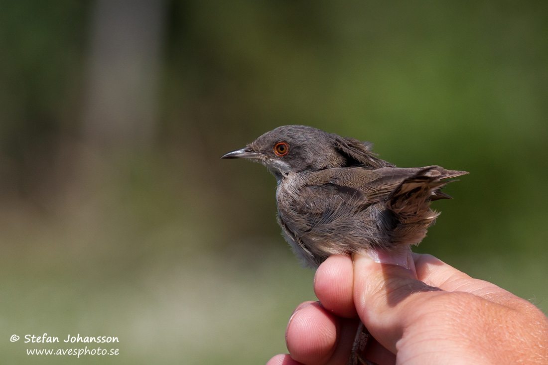 Sammetshtta / Sardinian Warbler Sylvia melanocephala