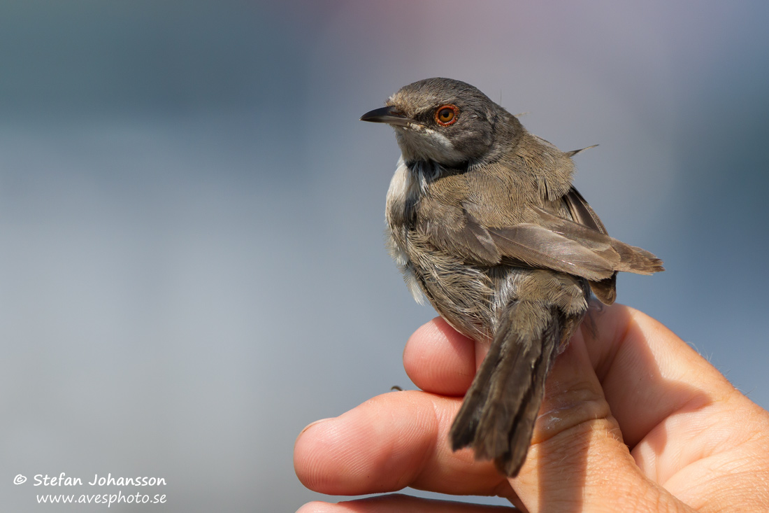 Sammetshtta / Sardinian Warbler Sylvia melanocephala