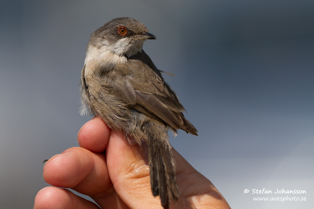 Sammetshtta / Sardinian Warbler Sylvia melanocephala