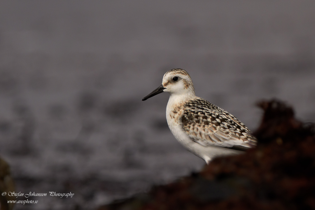 Sandlpare / Sanderling Calidris alba 